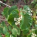 Begonia convallariodora - Photo (c) dennis_medina, all rights reserved, uploaded by dennis_medina