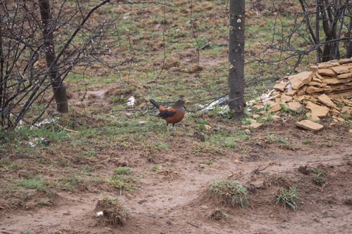 Chestnut Thrush