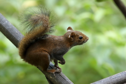 Deppe's Squirrel