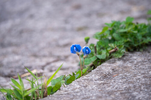 Shamrock Pea