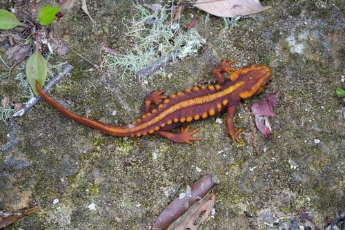 Hoanglien Crocodile Newt