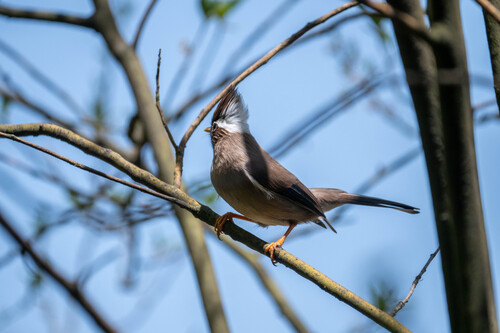 White-collared Yuhina