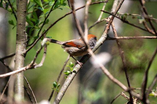 Ashy-throated Parrotbill