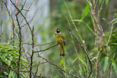 Collared Finchbill