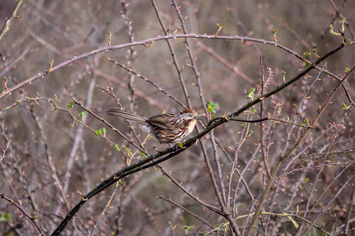 Chinese Babax