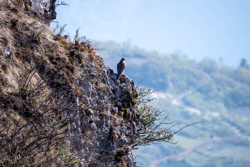 Peregrine Falcon