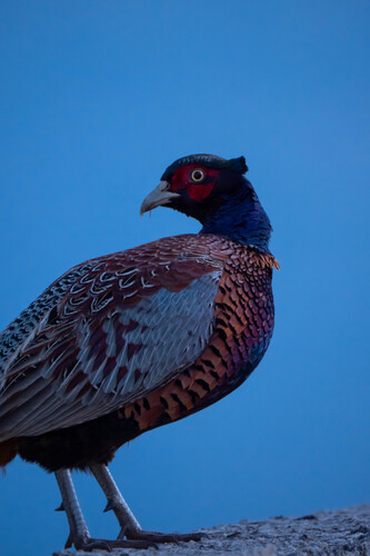 Ring-necked Pheasant