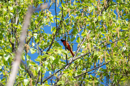 Long-tailed Minivet