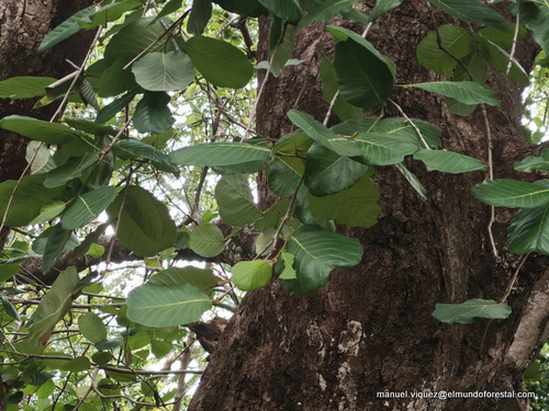 Coccoloba caracasana - Whole tree