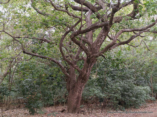 Coccoloba caracasana - Whole tree