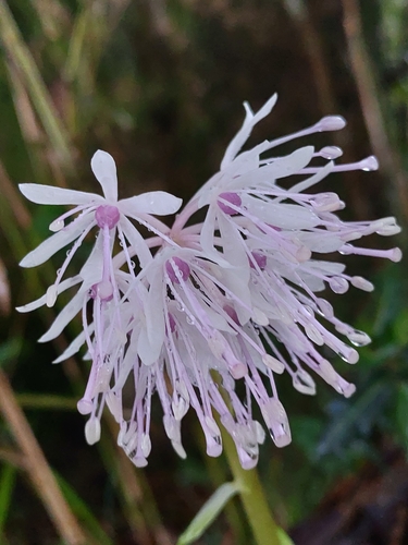 Heloniopsis