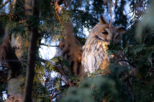 View observation of {o.common_name} on iNaturalist