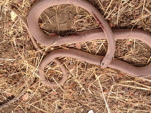 Western Rufous Beaked Snake