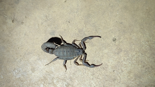 Alligatorback Scorpion