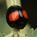 Cactus Lady Beetle - Photo (c) Graham Montgomery, all rights reserved, uploaded by Graham Montgomery