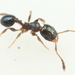 Metallic Big-headed Ant - Photo (c) Graham Montgomery, all rights reserved, uploaded by Graham Montgomery