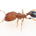 Metallic Big-headed Ant - Photo (c) Graham Montgomery, all rights reserved, uploaded by Graham Montgomery