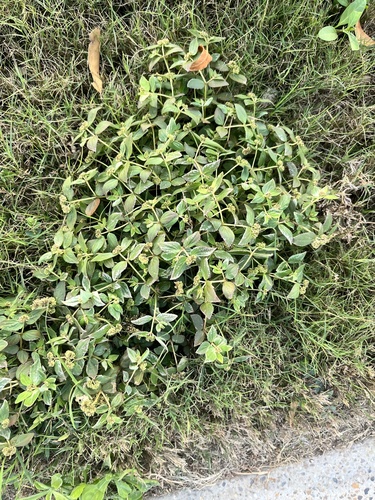 Florida Hammock Sandmat