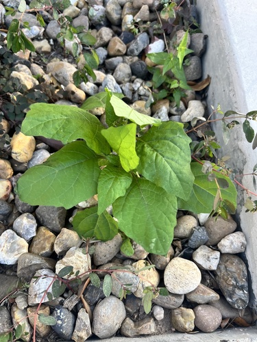 American black nightshade