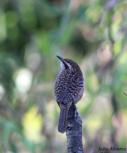 Spotted Wren