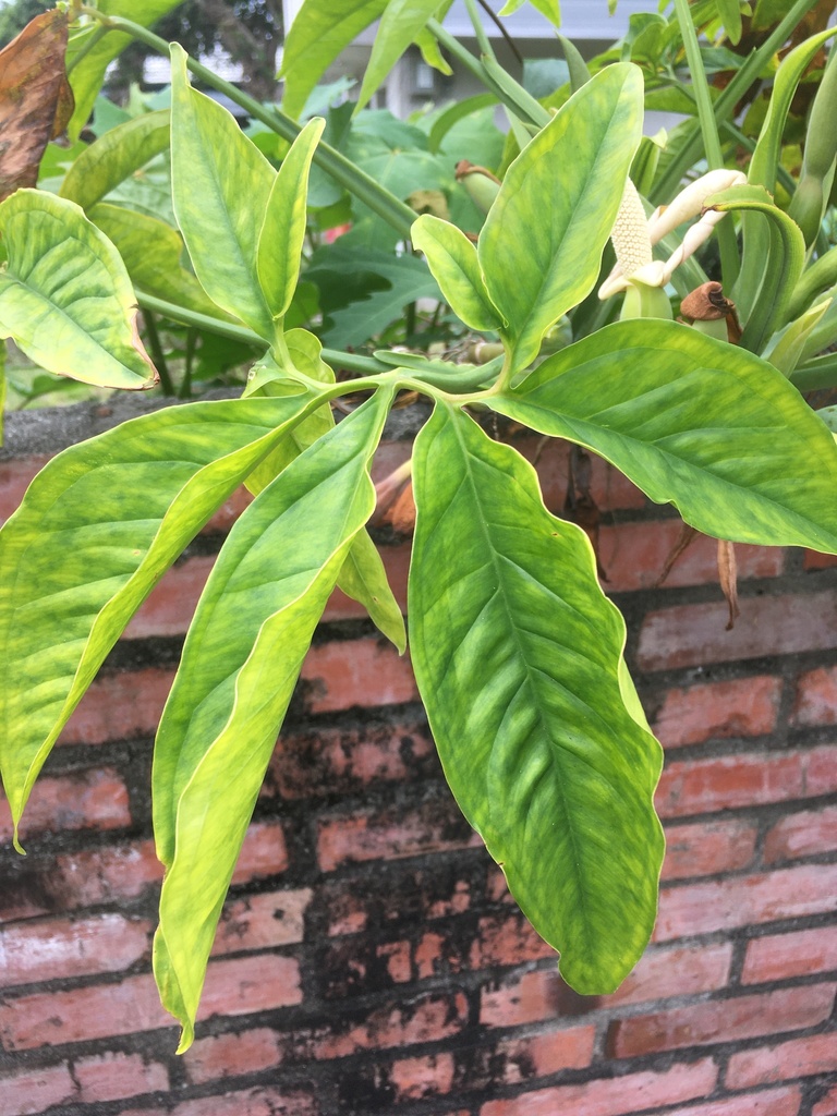 Syngonium angustatum