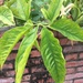 Syngonium angustatum - Photo (c) 荷瑄王, כל הזכויות שמורות, הועלה על ידי 荷瑄王