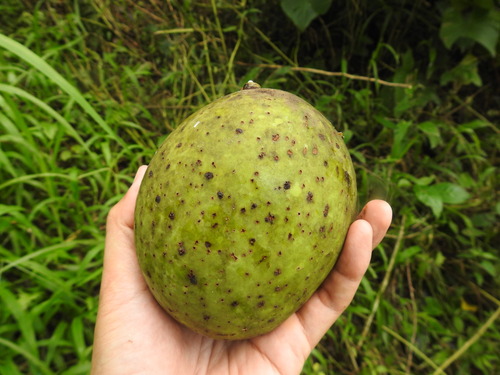 Horse Mango (Mangifera foetida)