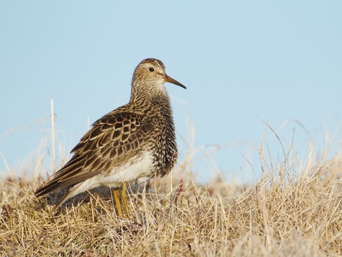 Calidris melanotos (Vieillot, 1819)