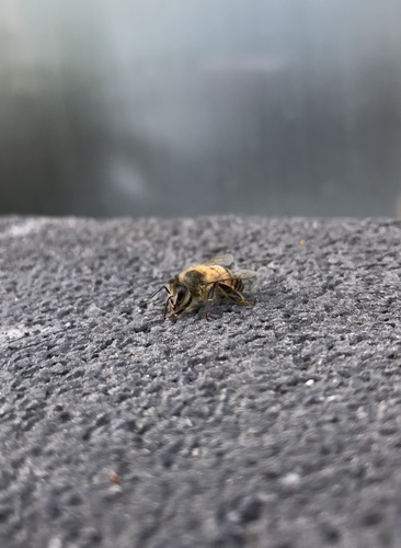 photo of Western Honey Bee (Apis mellifera)