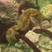 Observation photo