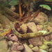 Observation photo