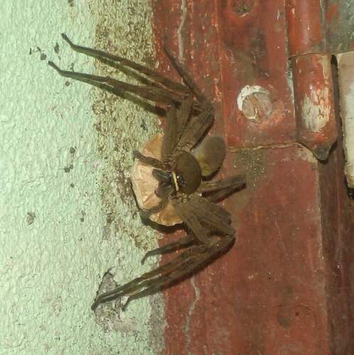 Pantropical Huntsman Spider