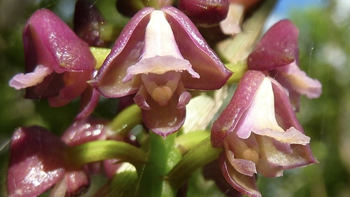 Anceps Orchid