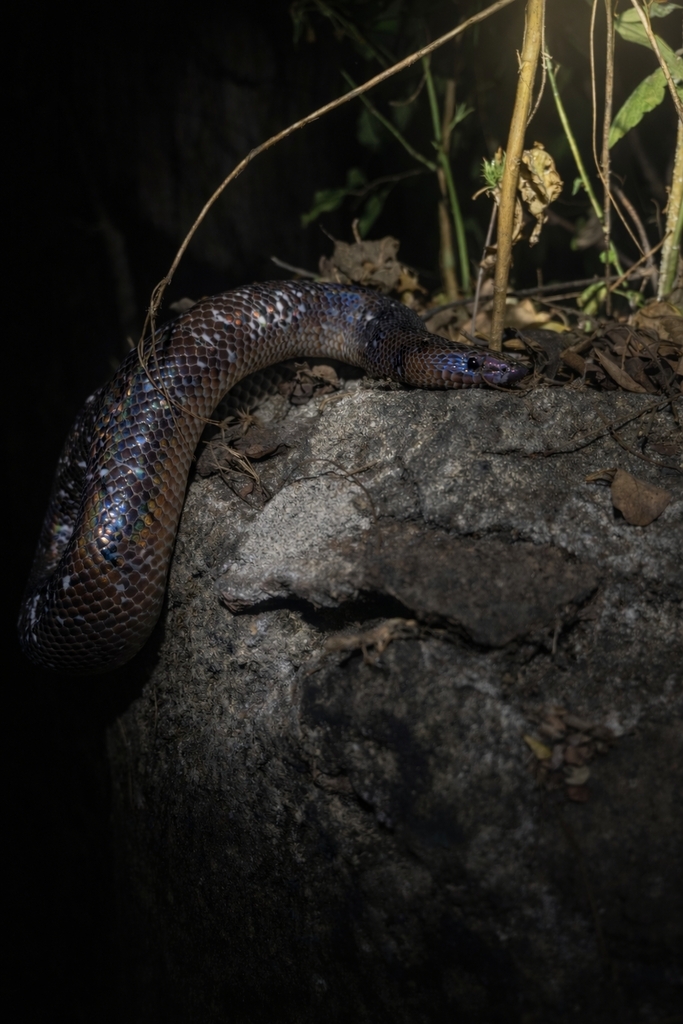 Mexican Burrowing Python from 28977 Col., México on January 22, 2026 at ...