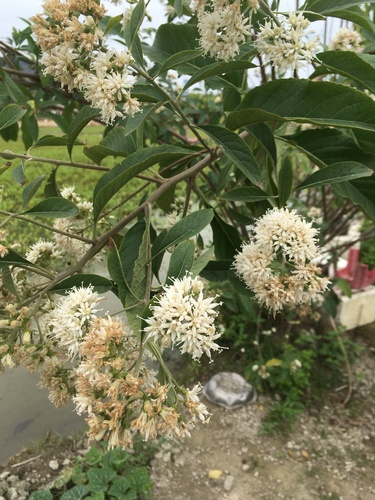 River Bittertea