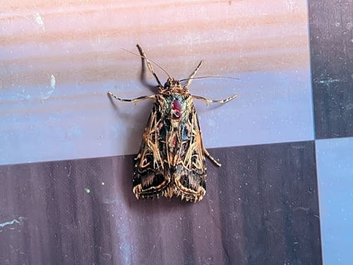 Mediterranean Brocade