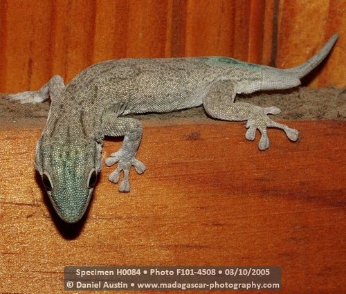 Thick Tail Gecko