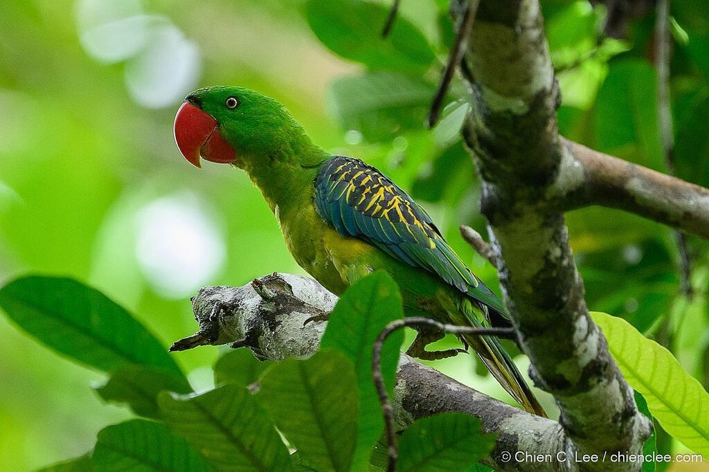 Great-billed Parrot photo