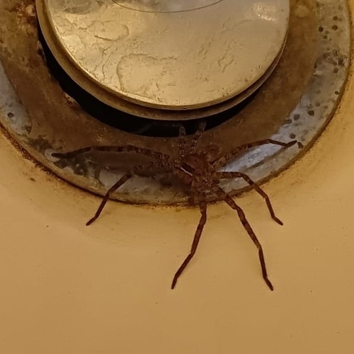 Pantropical Huntsman Spider