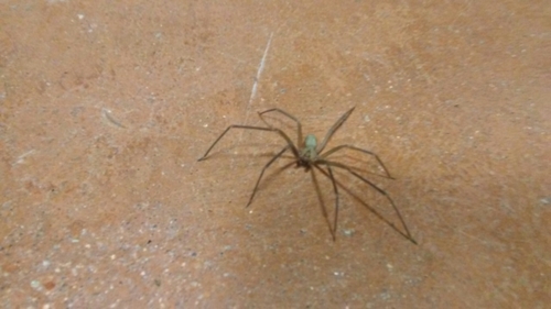 Texas Recluse