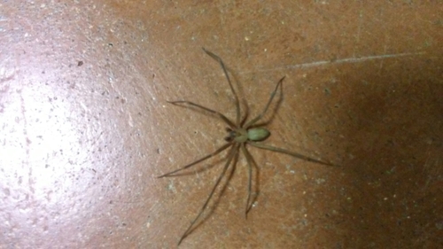 Texas Recluse