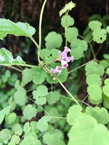 skunk vine