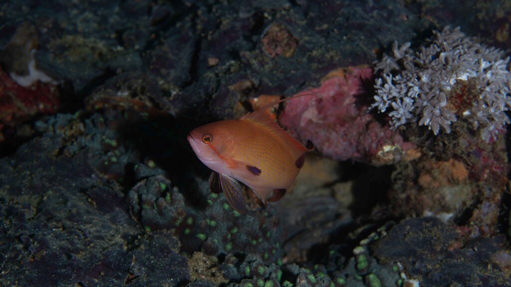 Lyretail anthias