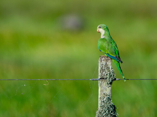 Monk Parakeet