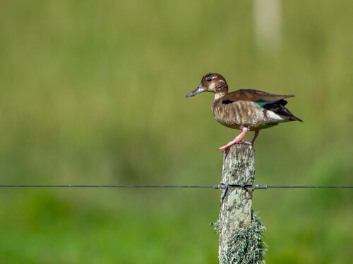 Ringed Teal