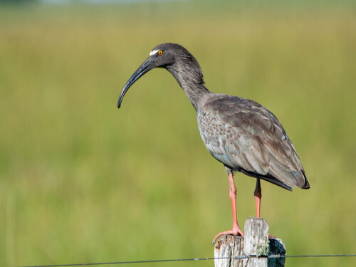 Plumbeous Ibis