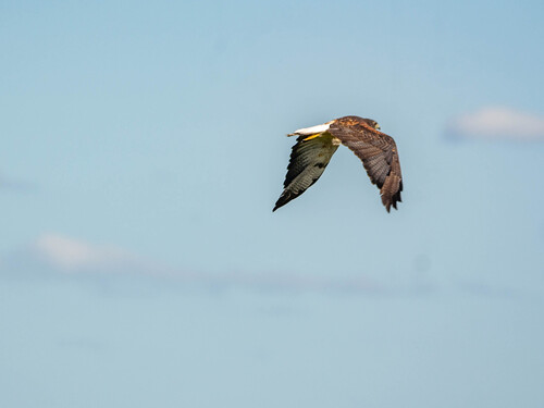 White-tailed Hawk