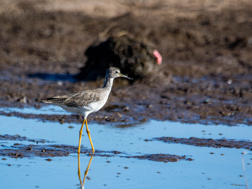 Lesser Yellowlegs