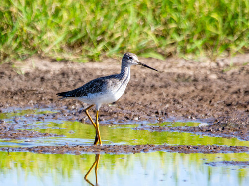Greater Yellowlegs