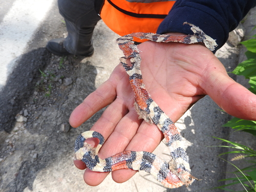 Balsan Coralsnake